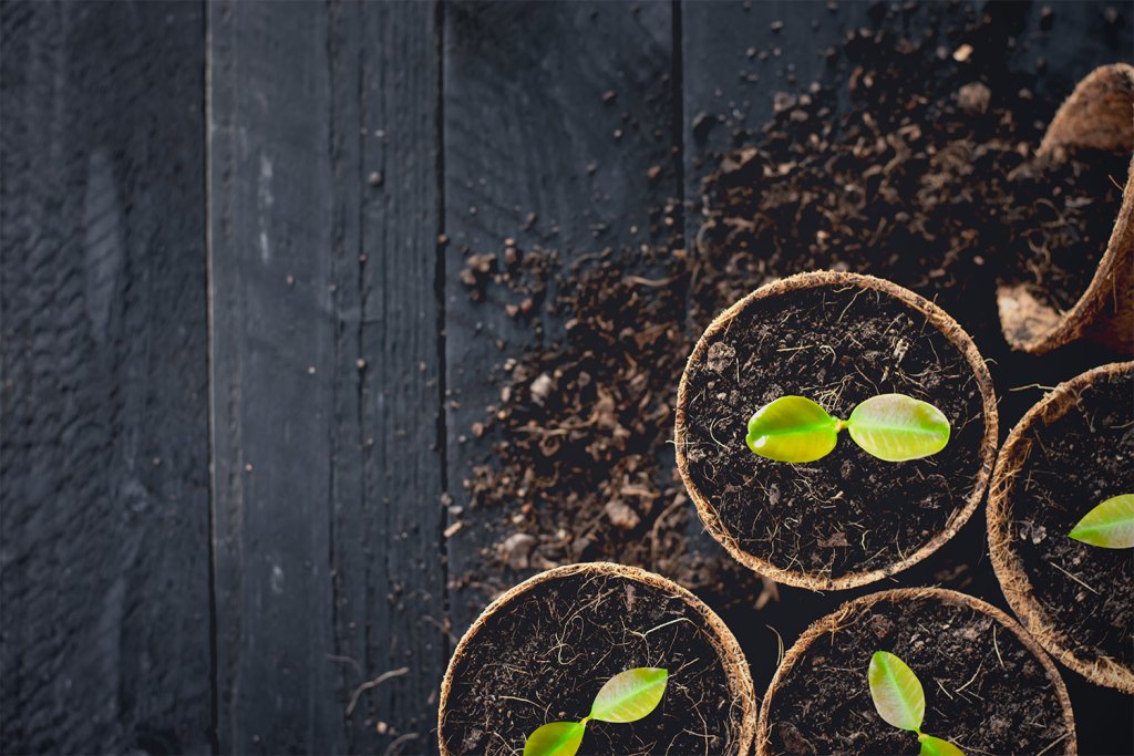 Seedlings growing in brown pots