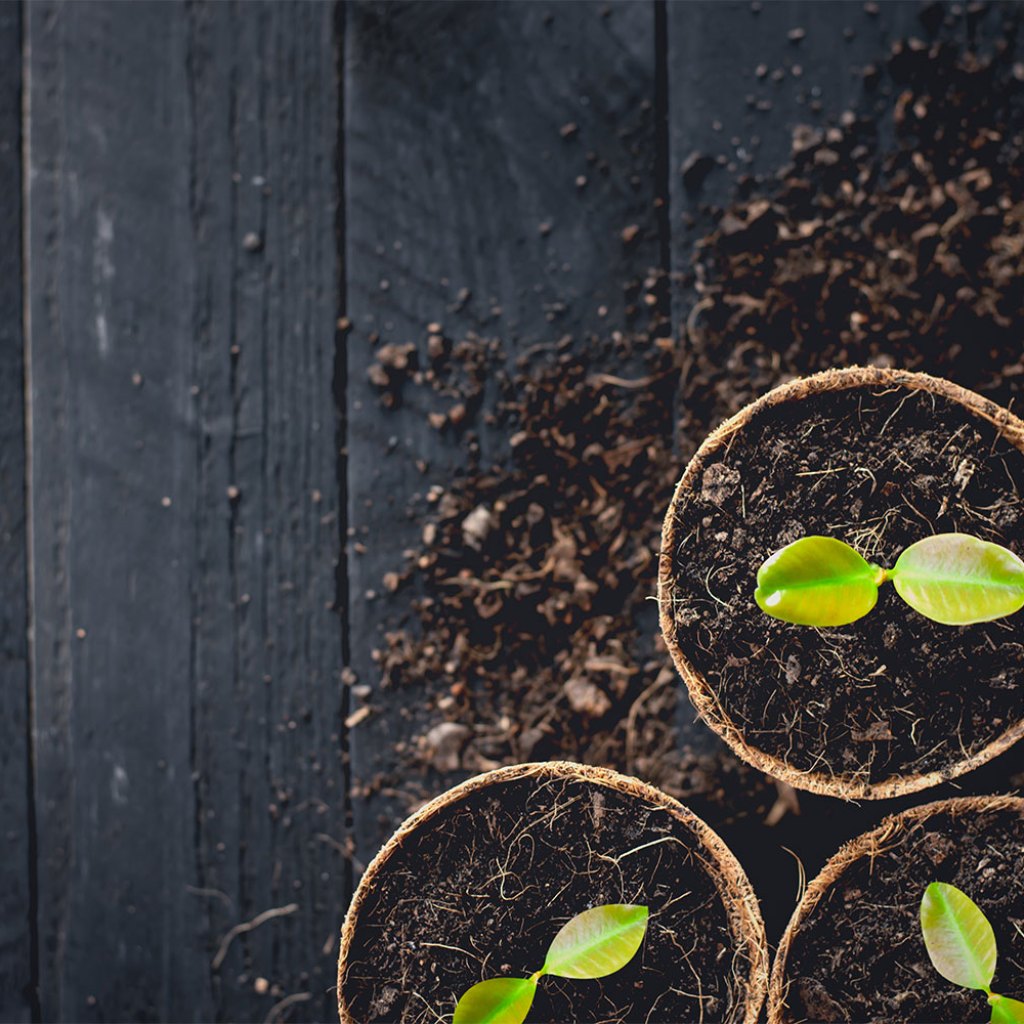 How to grow houseplants from seeds