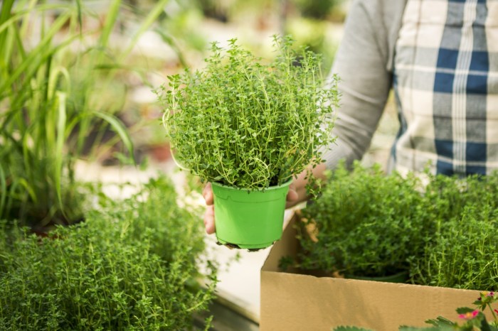 Woman placing pots of herbs into a box