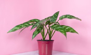 indoor plant allergies