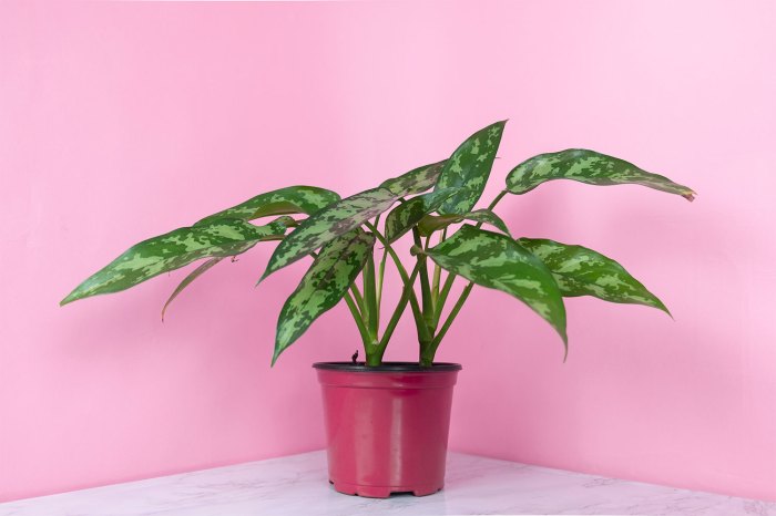 indoor plant allergies