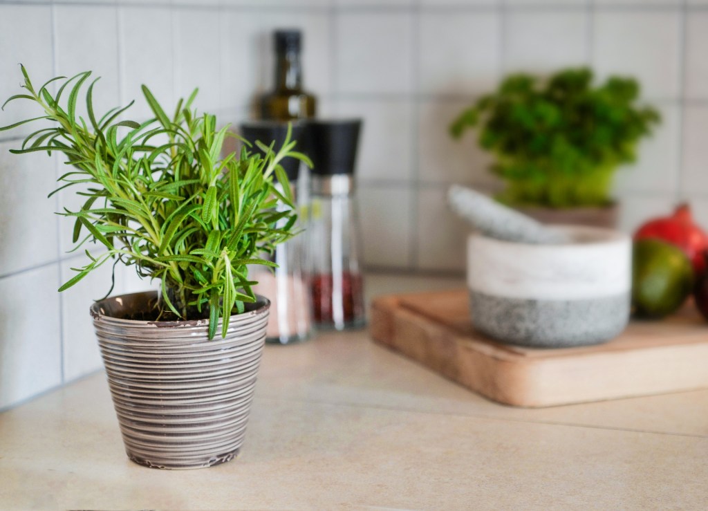 Rosemary growing in a kitchen