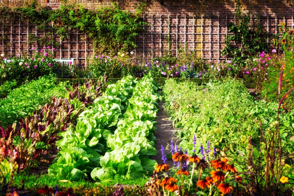 Bright and beautiful green garden in sunlight