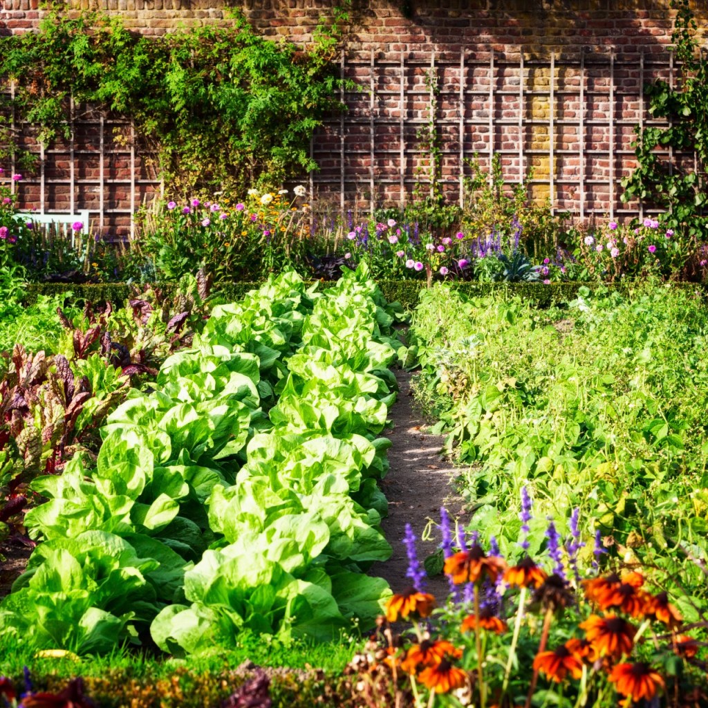 Bright and beautiful green garden in sunlight