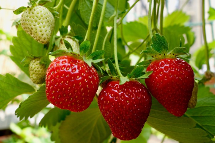 Strawberries being grown vertically