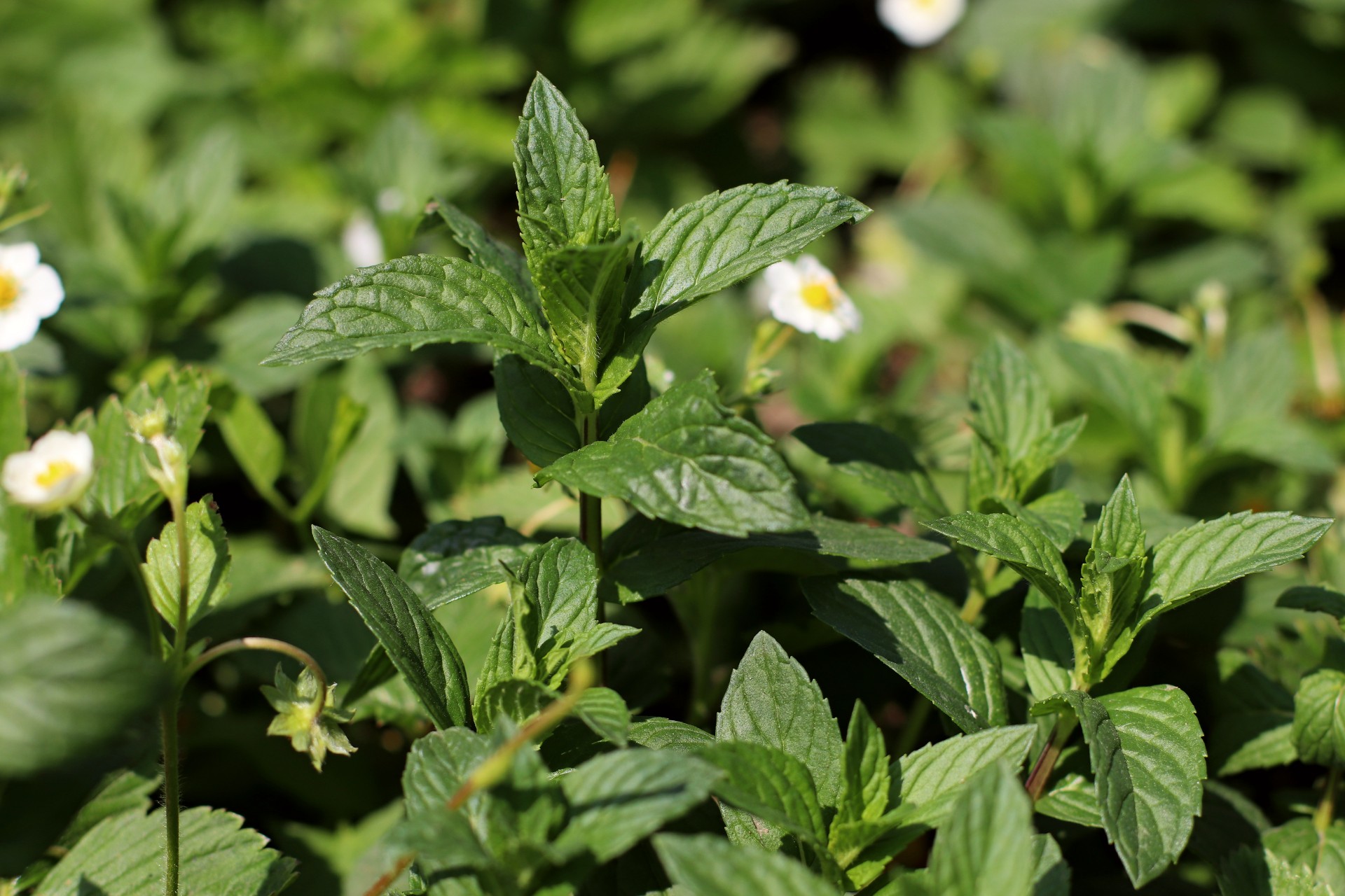 Cluster of mint plants