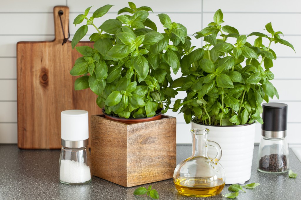 Potted basil growing in a kitchen