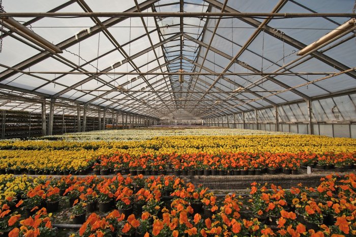 Interior of a large greenhouse