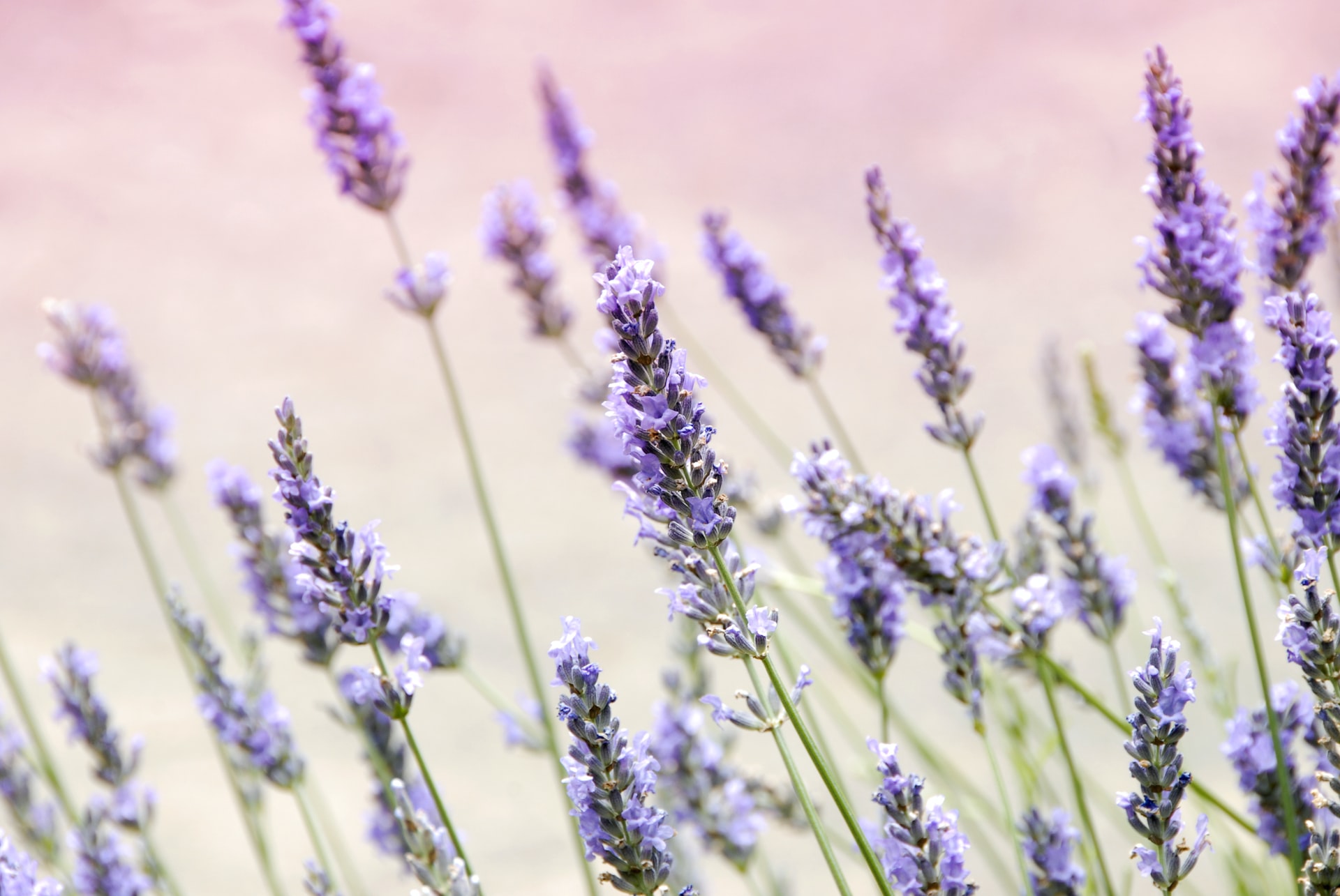  Growing lavender from cuttings: Everything you need to know