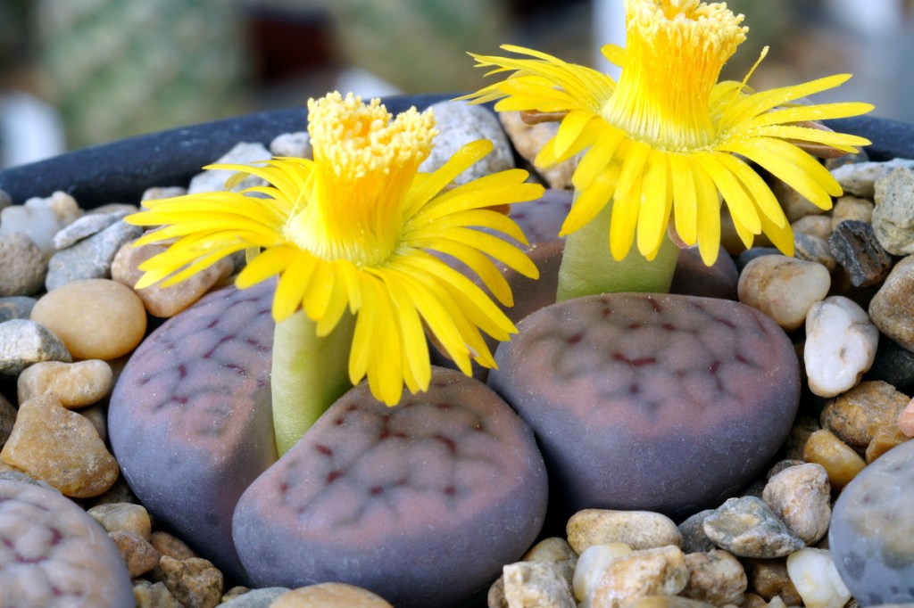 Two blooming lithops