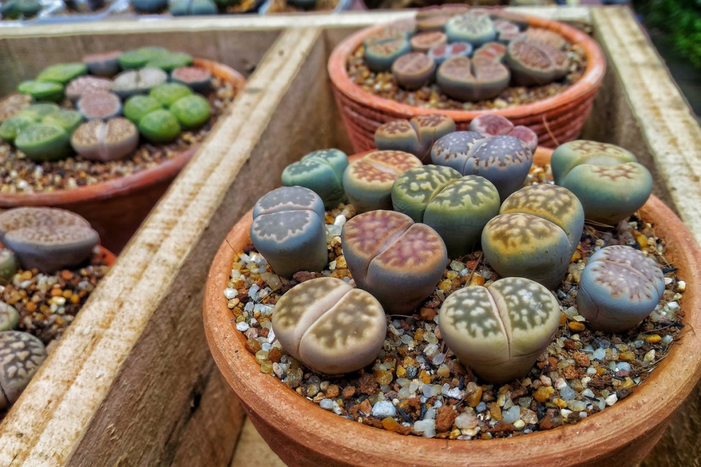 Lithops in a collection of pots