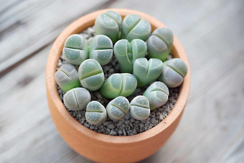Lithops growing in a pot