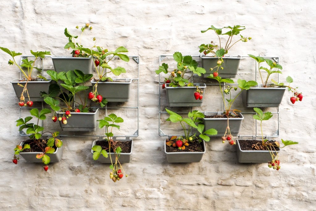 Strawberries growing vertically on a wall