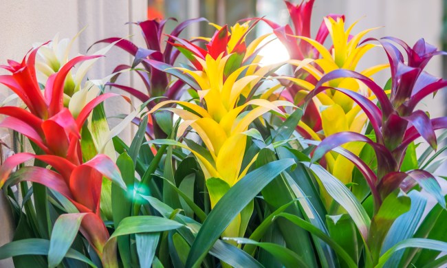 Group of mature bromeliads