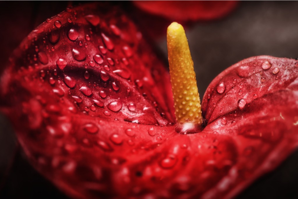 Close-up of a misted anthurium bloom