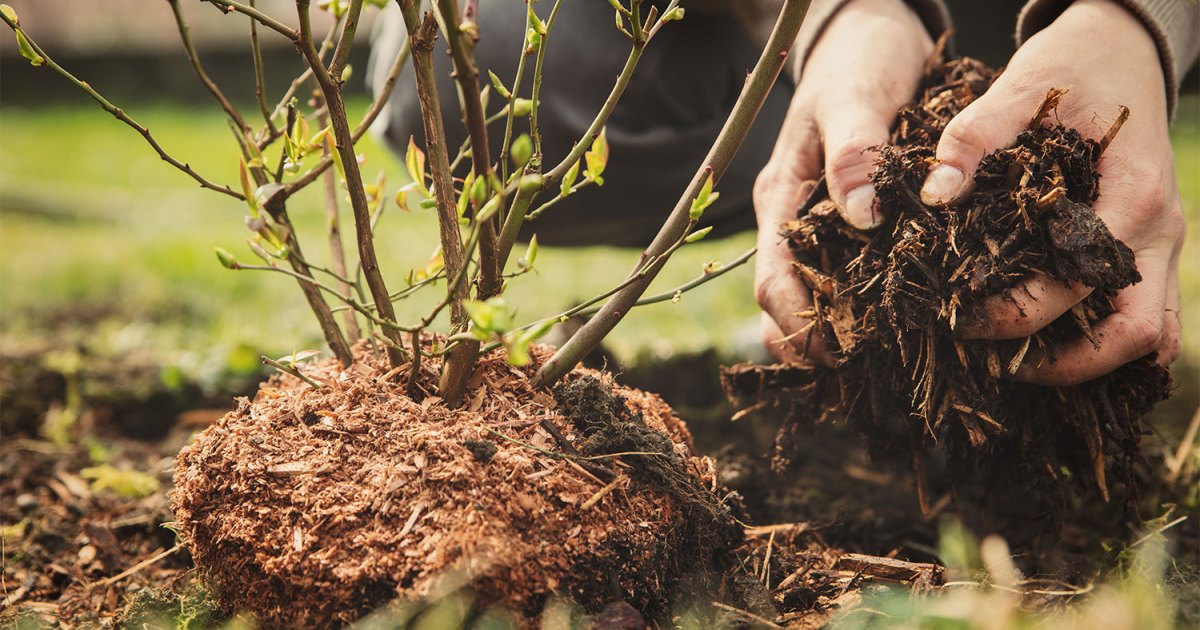 What is the difference between different types of mulch? HappySprout
