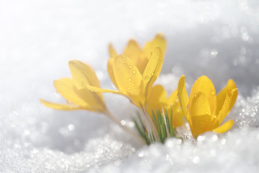 Primrose flowers growing in winter