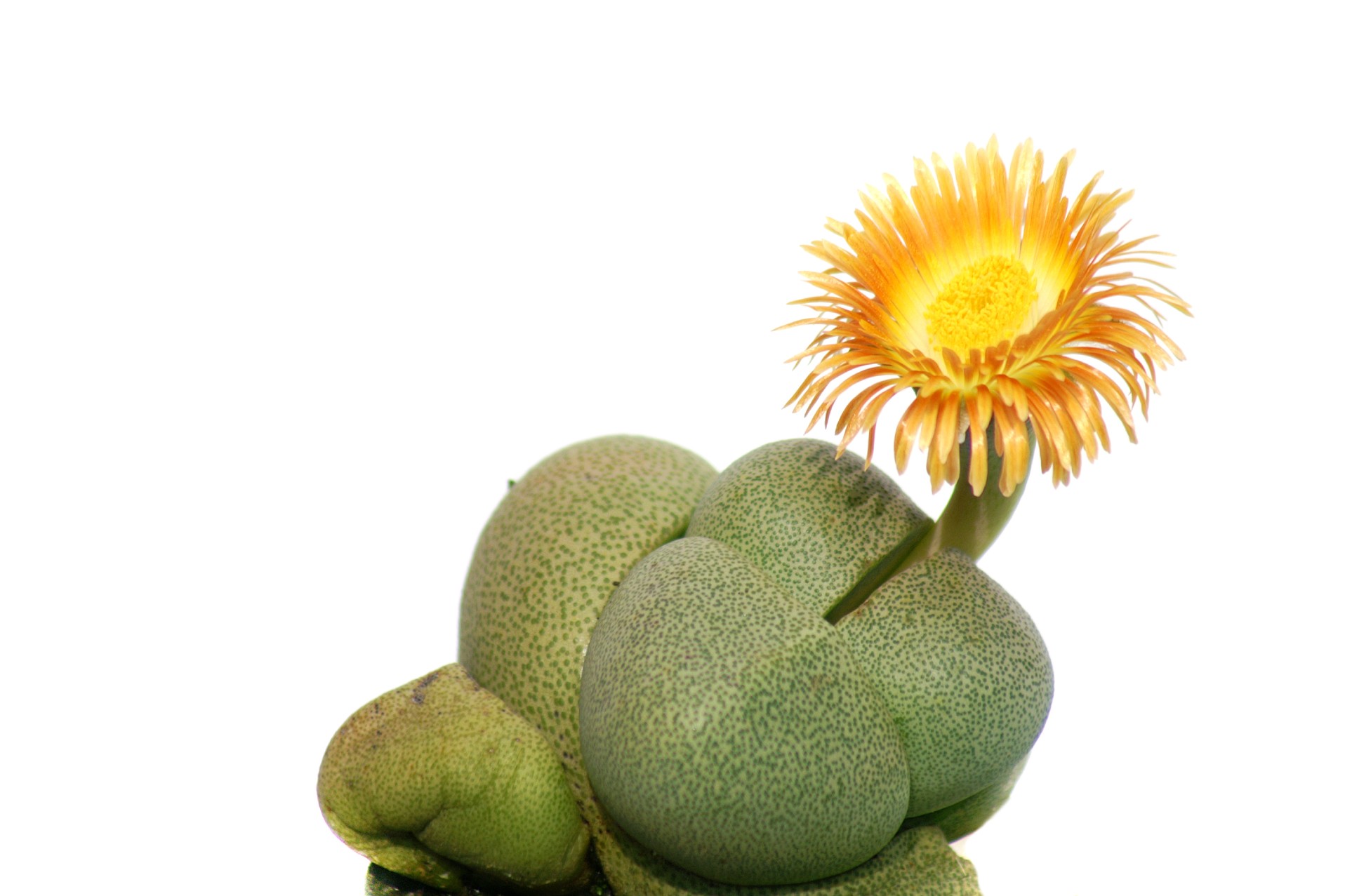 Living Stone plant with yellow flower blooming