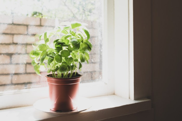Basil plant on windowsill