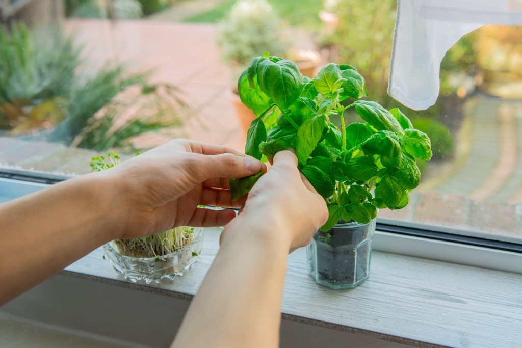 Man grabbing leaves from basil plant