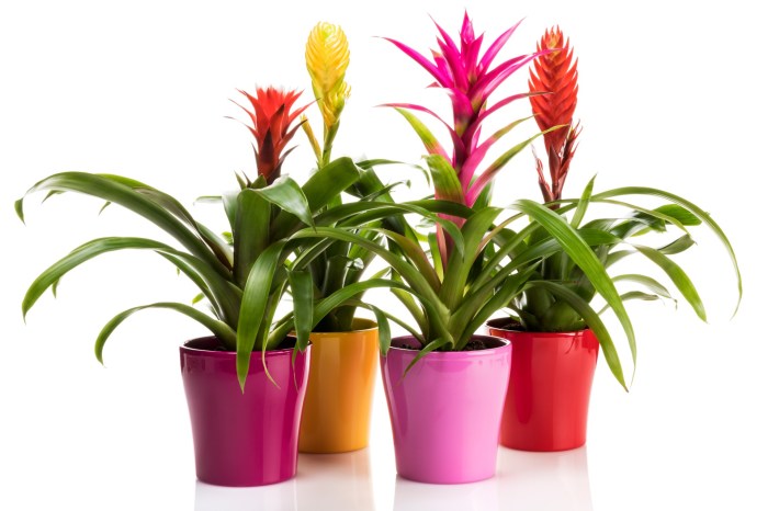 Four bromeliad plant in pots
