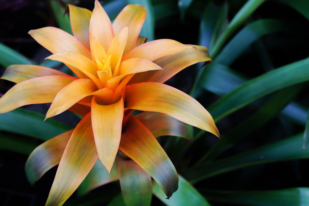 An orange bromeliad bloom