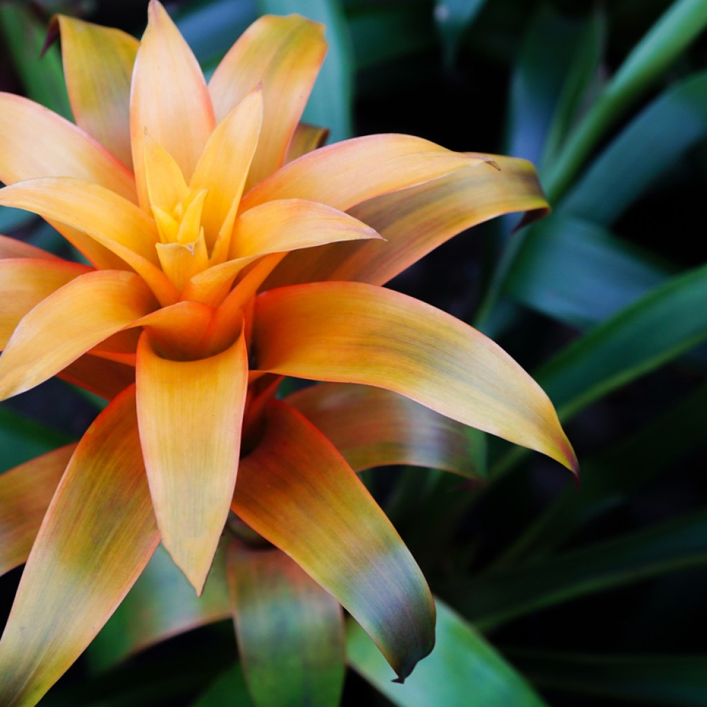 An orange bromeliad bloom
