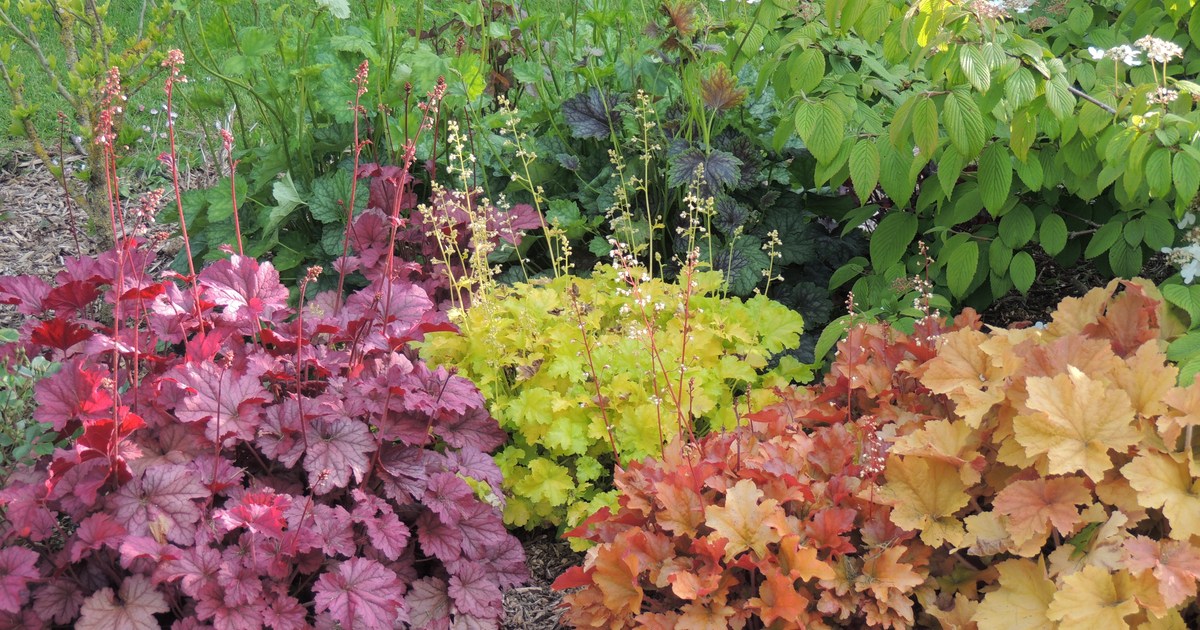 The Best FrostResistant Plants for Any Climate HappySprout
