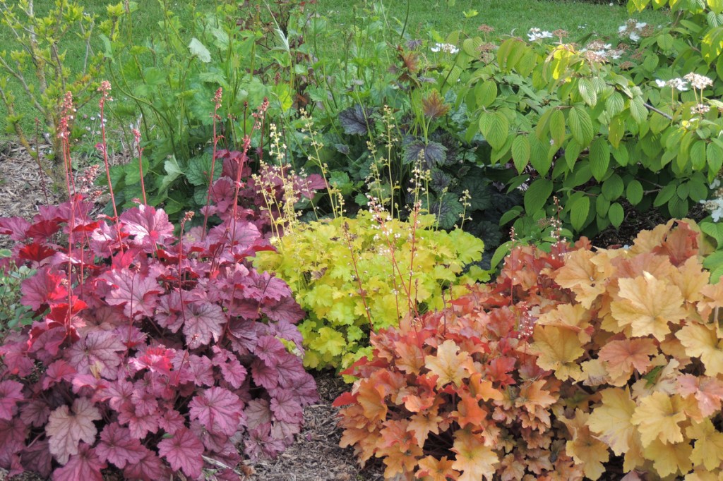 Three types of heuchera growing outdoors