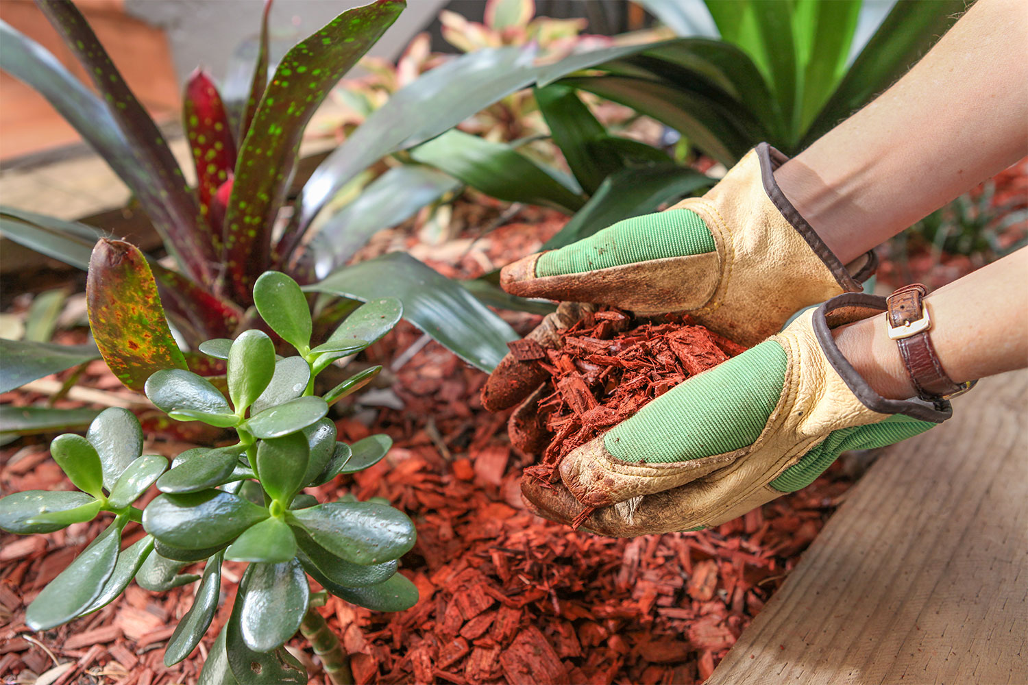 Gloved hands applying red cedar wood chip mulch