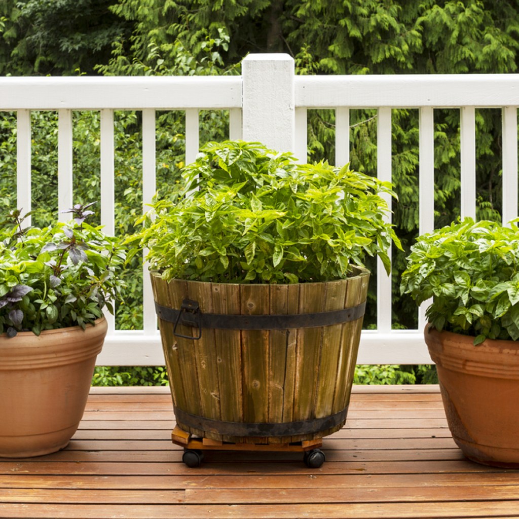 Three potted plants on a patio