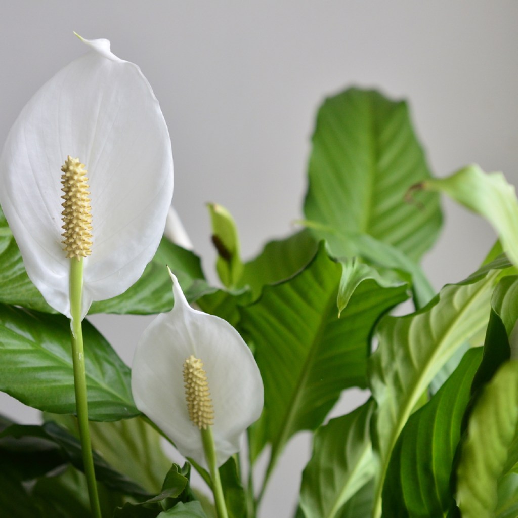 A close-up of flowering peace lilies