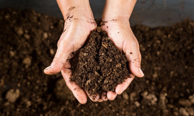 Peat moss