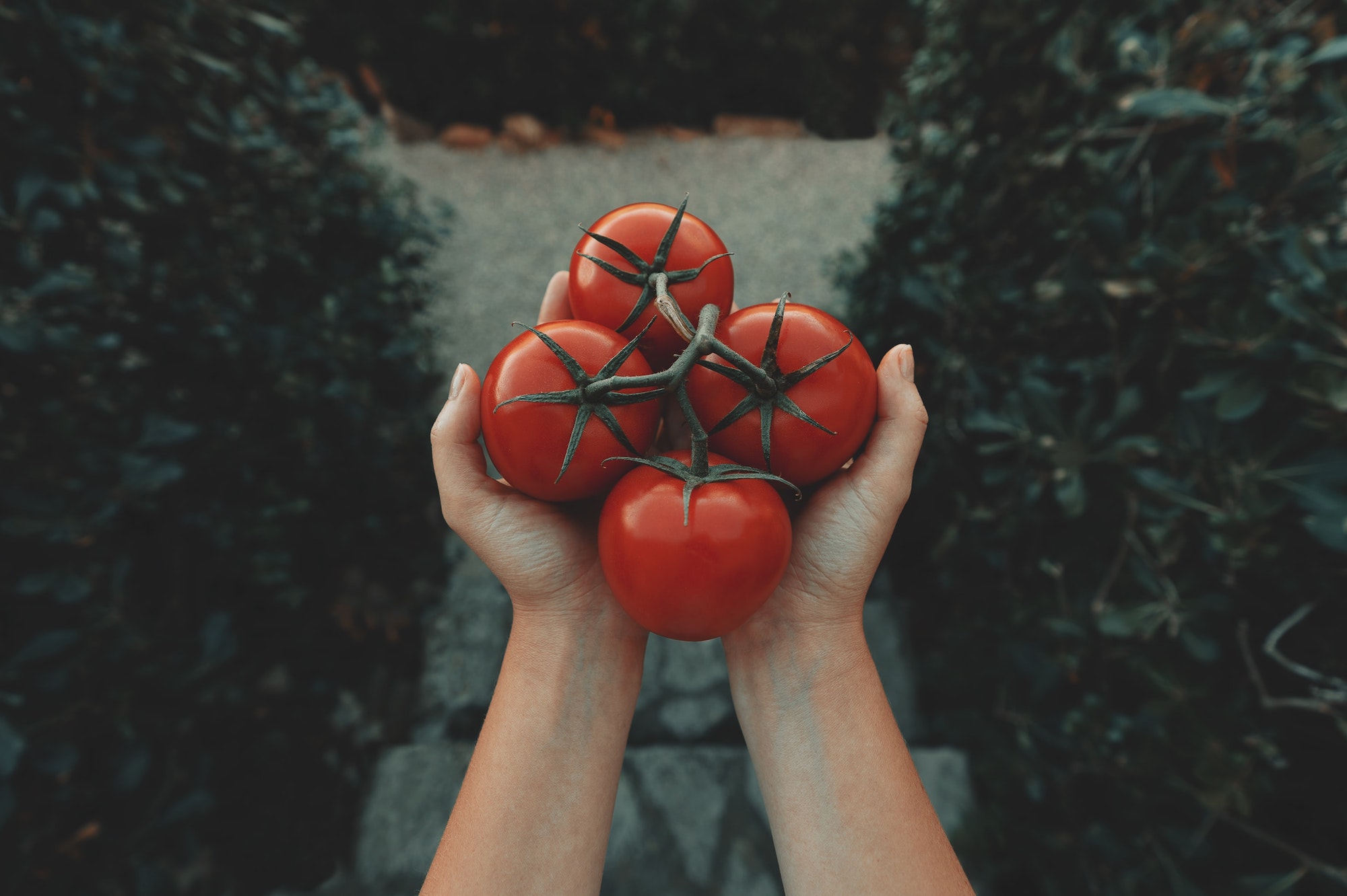 person holding four tomatoes