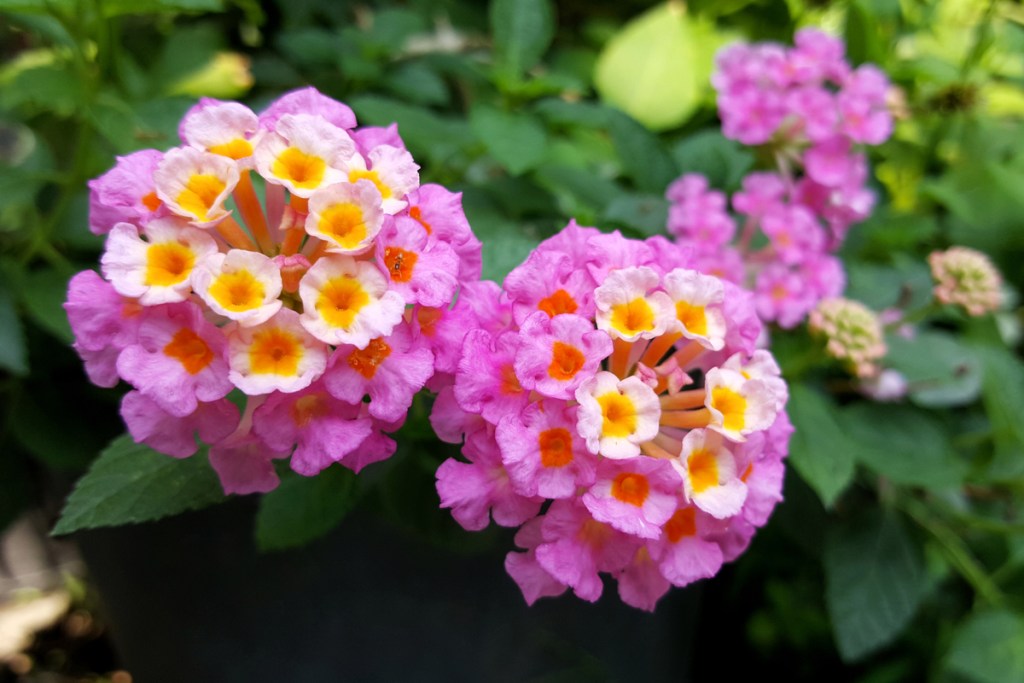 Pink, yellow, and white lantana blooms