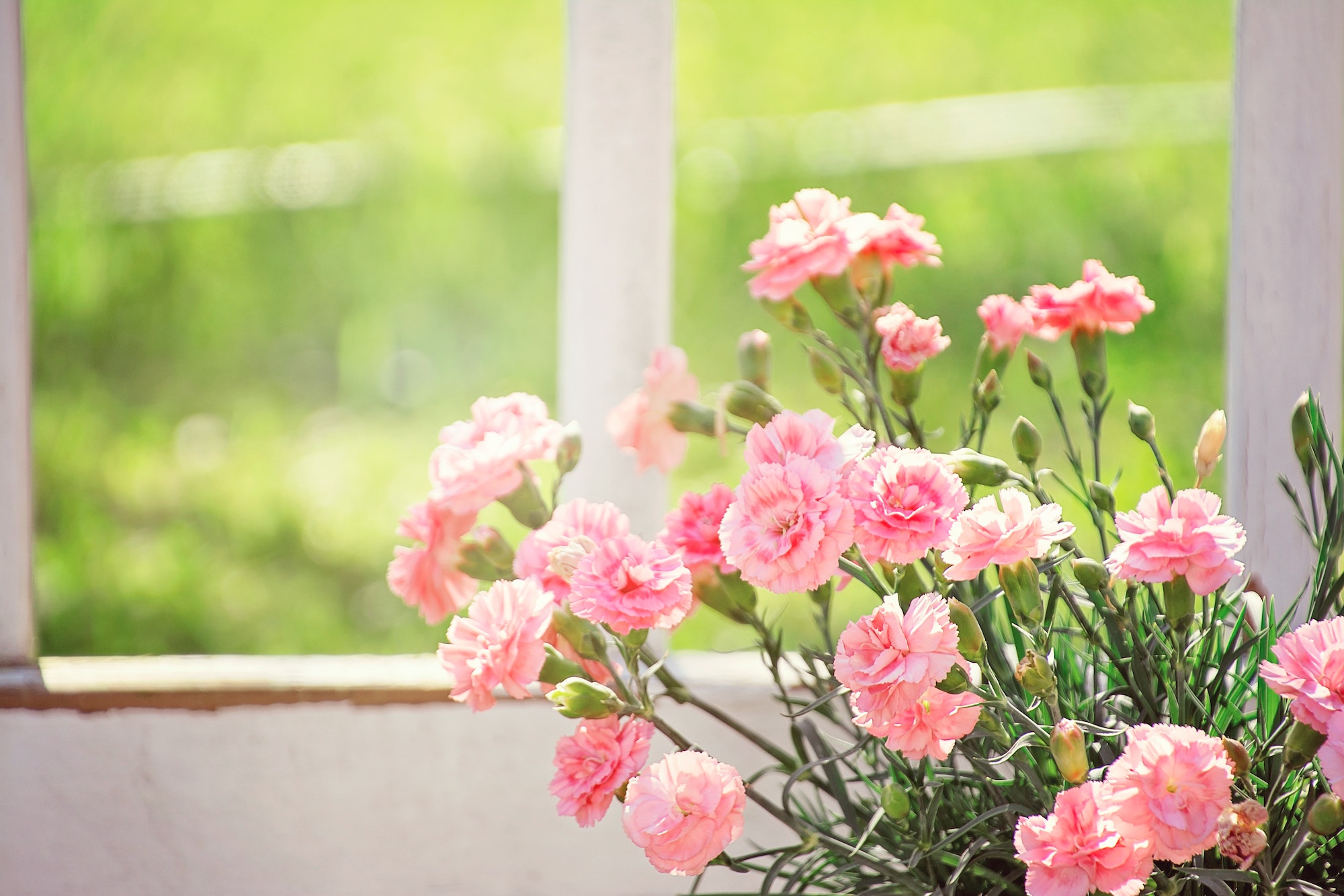 Flower Care Guide What to Do With Cut Flowers HappySprout