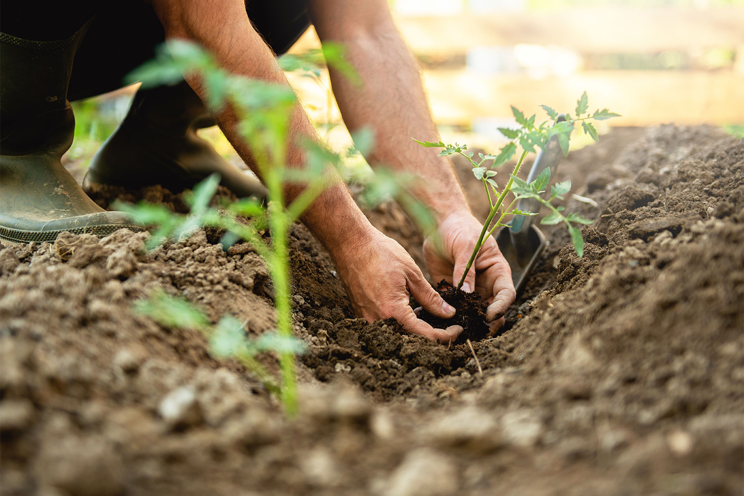 Person planting vegetables