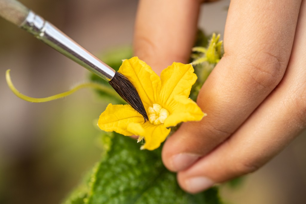 Person pollinating a cucumber flower with a paintbrush