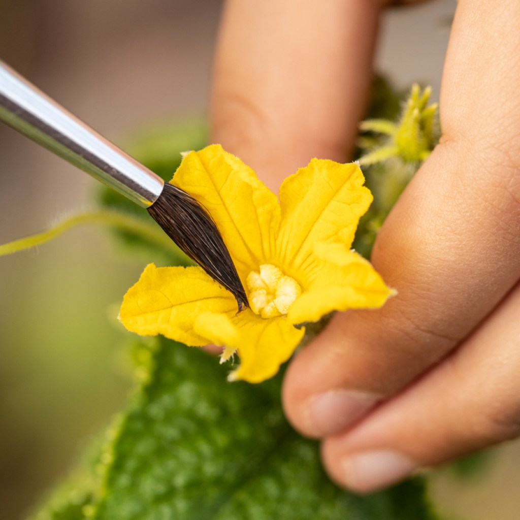 Person pollinating a cucumber flower with a paintbrush