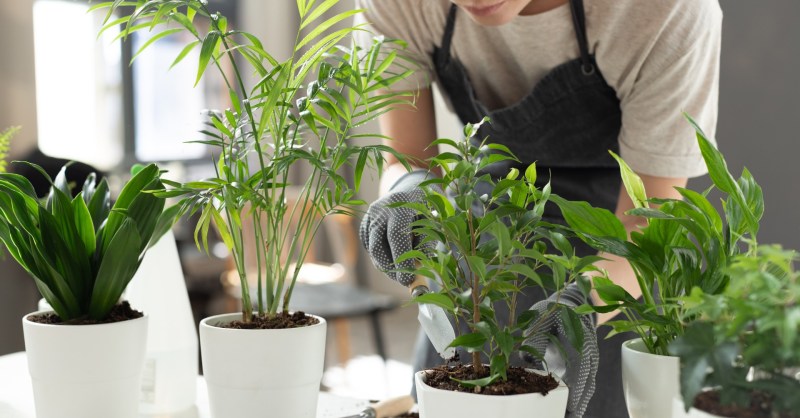 can houseplants help reduce stress