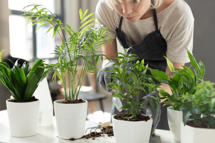 Woman tending to potted plants indoors