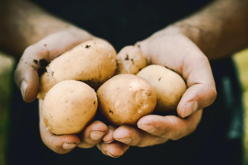 Cupped hands holding potatoes