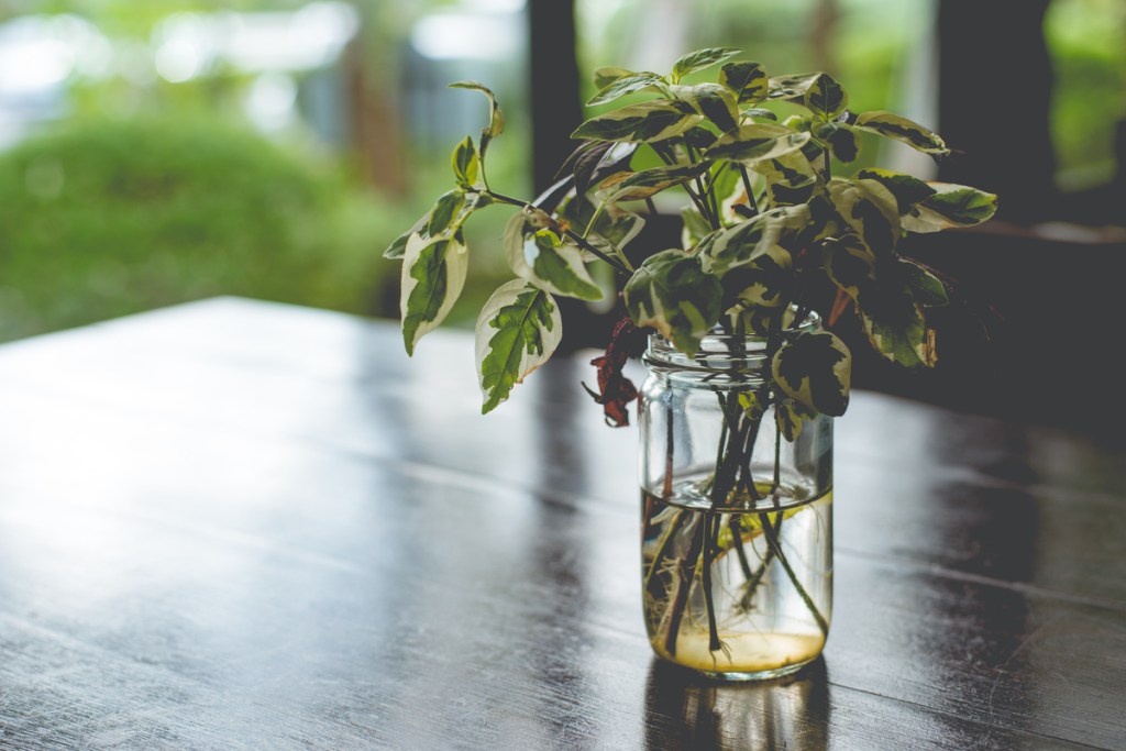 Pothos vines rooting in glass jar