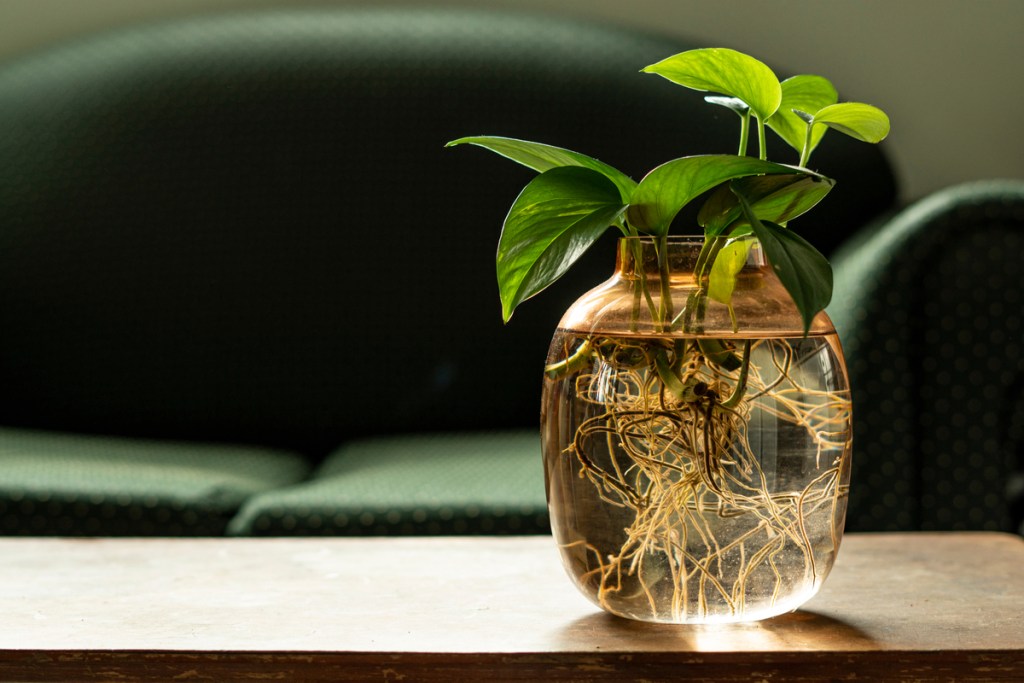 Growing pothos in a jar