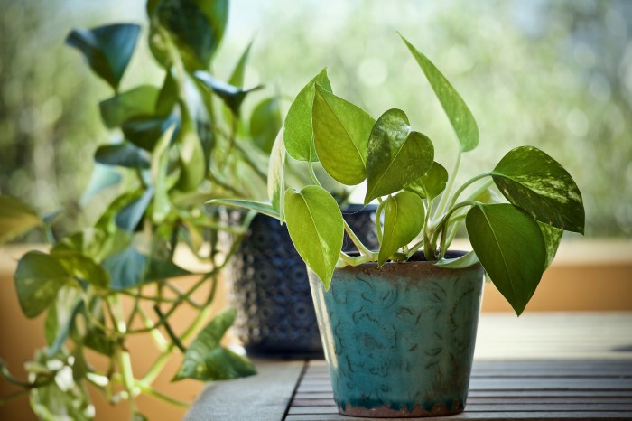 A potted pothos plant on a table