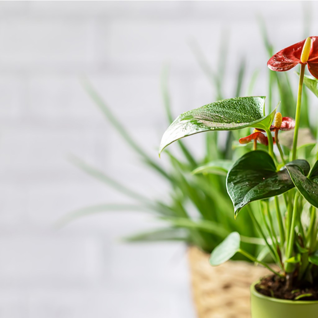 An indoor potted anthurium