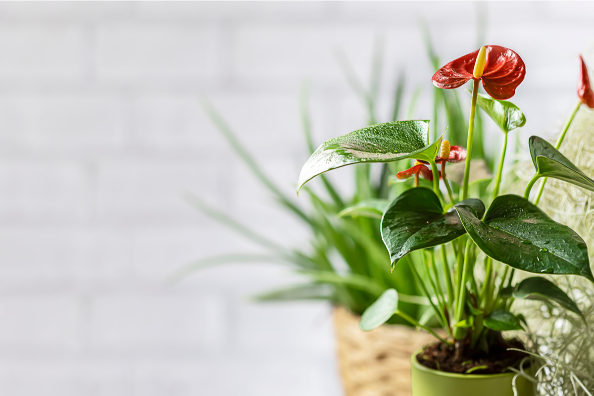 An indoor potted anthurium