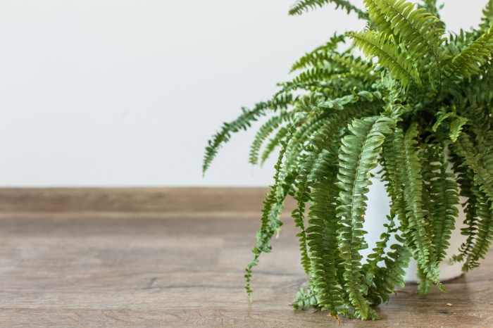 A potted fern on the floor
