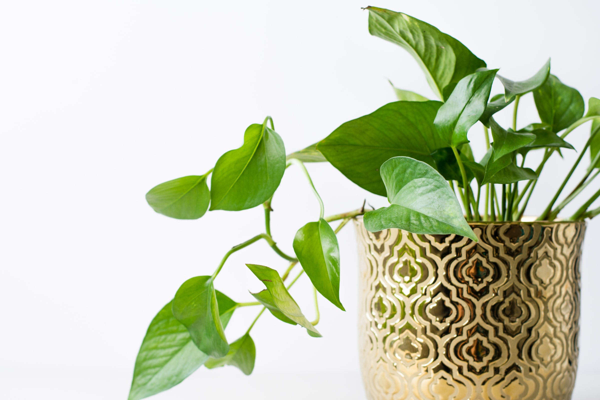  Can pothos live in water forever? How to root, grow, and propagate pothos in water