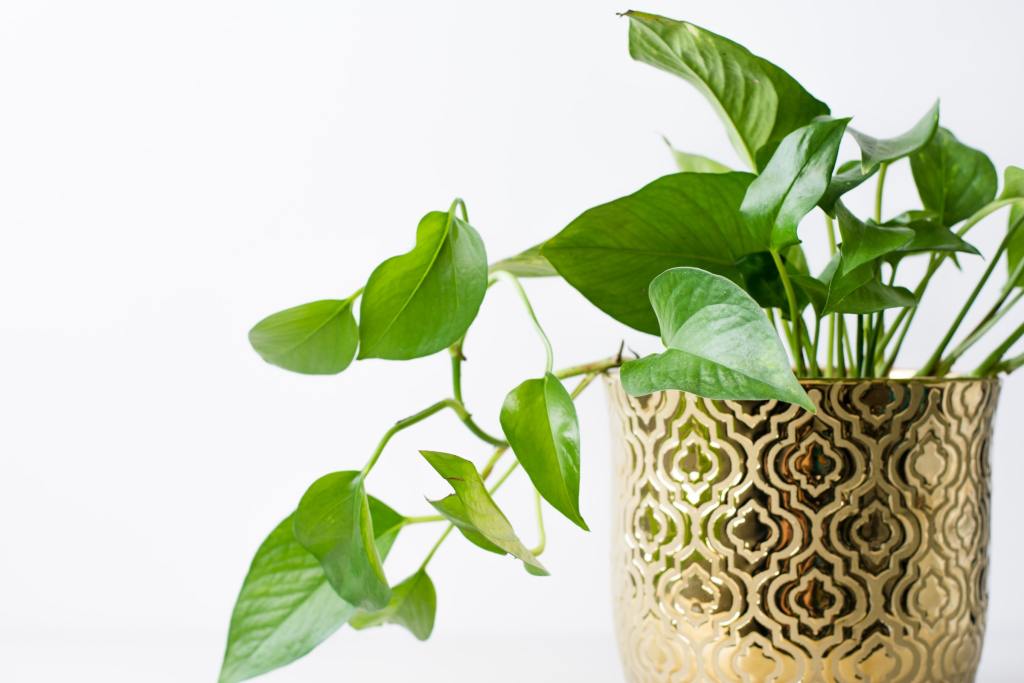 Small potted pothos plant